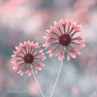 《奇怪的花》读后感精选