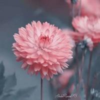 爱美的小蜜蜂读后感50字集合