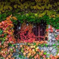 秋思的读后感500字精选