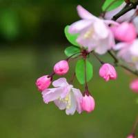 《琦君文集》读后感精练