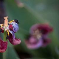 水果的营养常识读后感精选