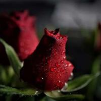 《抗日战争》读后感总汇