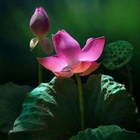 小学4年级夏洛的网读后感整理