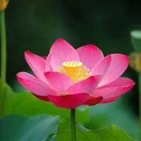 我爱科学植物世界的读后感整理