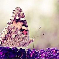 插班生壮壮老师读后感合计