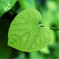 豌豆读后感100汇编