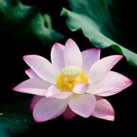 陪你走过小学流年读后感收集