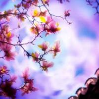 麦茨电影符号学读后感汇集