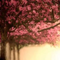 杨文井童话读后感450字集合