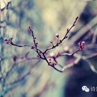 蒙语作文读后感内容简介汇编