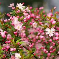 经典诵读中华少年读后感汇聚