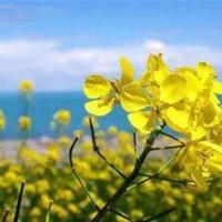 《新疆节日民俗》读后感聚集