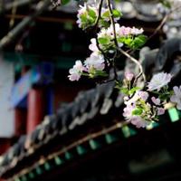 母亲的鞋垫的读后感细选