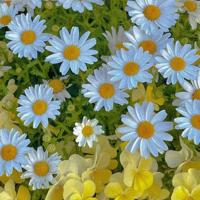 荷叶母亲读后感400总汇