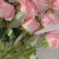 狐狸和刚夫读后感精选