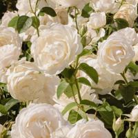 功夫熊猫1观后感120字细选