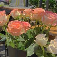 八年级语文下册读后感作文选录