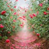 罪与罚长篇小说读后感合集