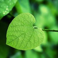 大嘴巴读后感小熊汇集