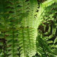 王冕学画读后感点评合集