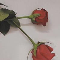 丝绸之路读后感100字多汇聚