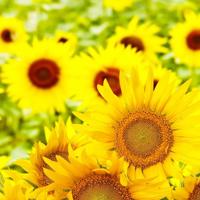 凤凰花开观后感500字汇总