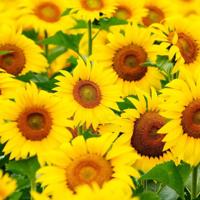 七十周年庆典观后感200选录