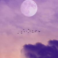 圆明园观后感作文400字合集