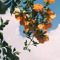 小鞋子观后感300字精选