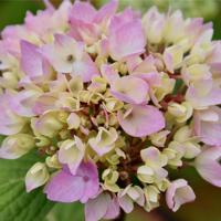 边城第四章读后感汇聚