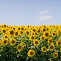 班主任节的观后感精选