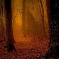 创造的进化读后感汇聚