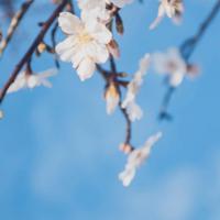 二年级读红鞋子读后感聚集