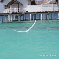 板凳狗读后感50字集合