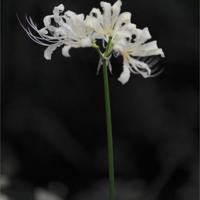 飞向天空港湾读后感选录