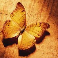 小豆豆给老师找朋友读后感集锦