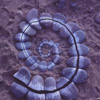 看飞吧丹顶鹤观后感收集