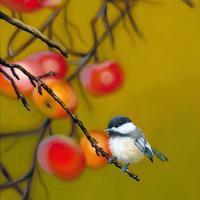 红舞鞋安徒生读后感细选