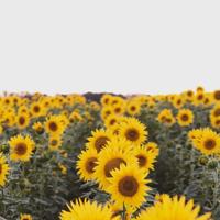 傲游太阳系读后感锦集