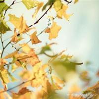 郑振铎猫读后感六百字聚集