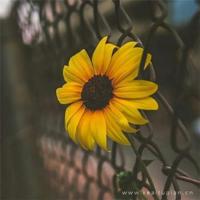 超级工程中国机长观后感聚集