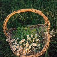 大军师司马懿观后感聚集