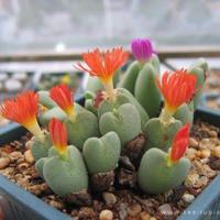 没有寄出的信读后感聚集