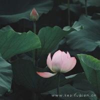 公主读后感二十字聚集