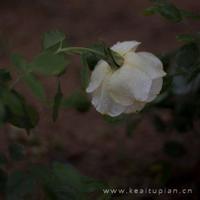 廉洁的读后感800字作文精练