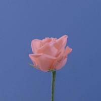 脸上带着狐狸的多疑读后感汇总