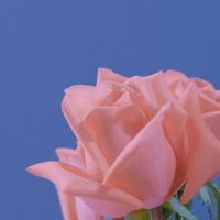 小脚丫系列读后感50字整理