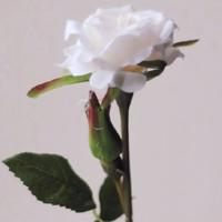 红舞鞋读后感600选录