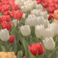 小说夜火车读后感集合