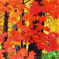 约瑟夫的丈夫消失了读后感锦集